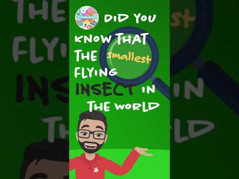 The Smallest Flying Insect in the World