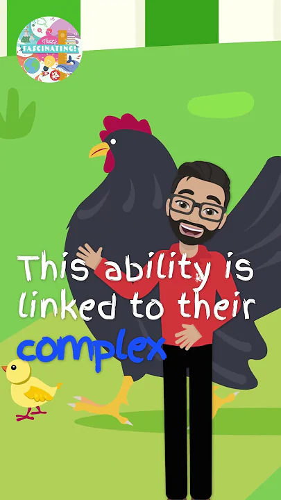 Chickens: Smarter Than You Think