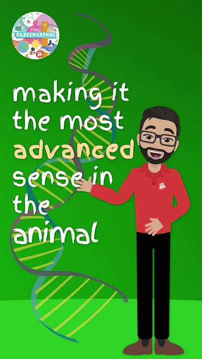 The Most Advanced Sense in the Animal Kingdom