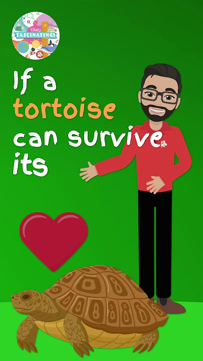 Your Pet Tortoise Will Outlive You