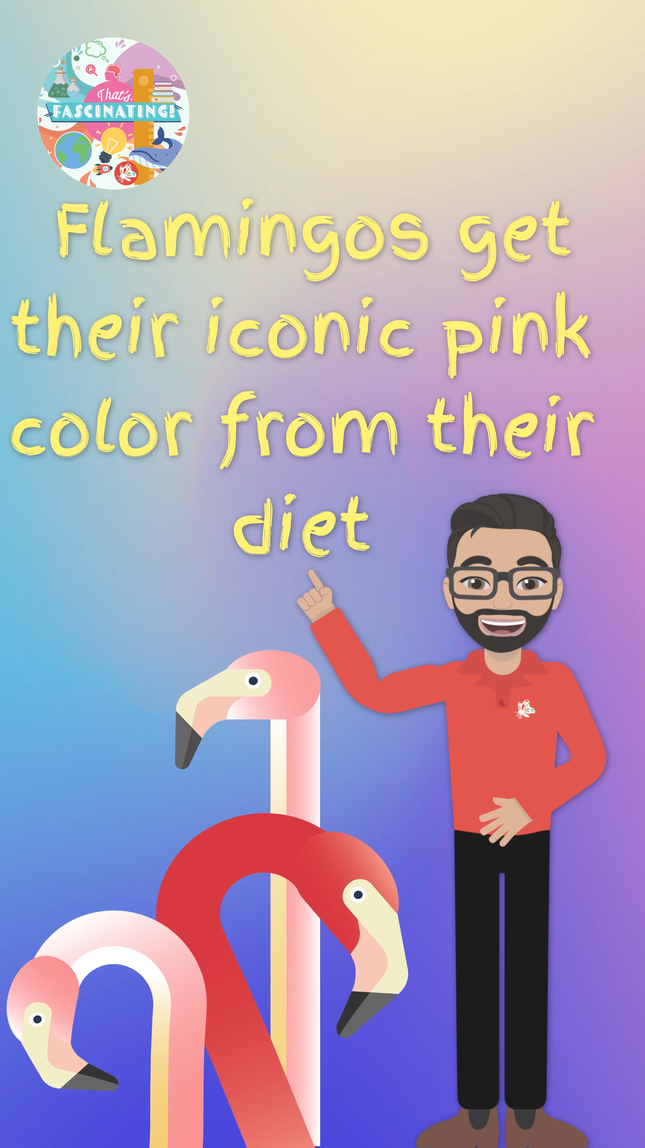 Flamingos Aren’t Naturally Pink…